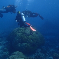 Looks like a rock - Nope - 1000 year old Coral! Knowledge courtesy of Reef Teach