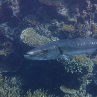 Barracuda - This 5 foot long fish with nice dental work sure got our attention