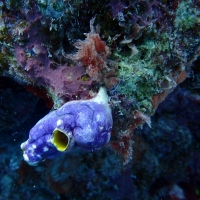 The Reef - Creatures great and SMALL (Sea Squirt)