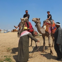 Camel ride