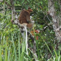 Alpha Proboscis Monkey