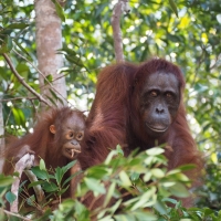 First Orangutan Sighting