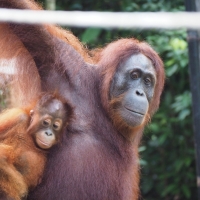 Mom's Watchful Eye