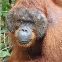 Adult Male Orangutan