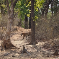 Tiger Cub