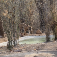 First sight of the Tiger coming out of the woods