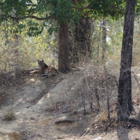 Tiger cub getting some shade