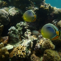 Snorkeling - kids loved it!