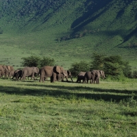 Elephants in Ngorongoro