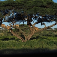 Lion tree