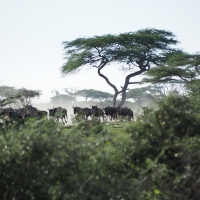 Wildebeest on the move