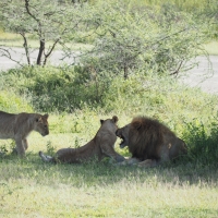 Male lion - either irritated or bonding with his offspring