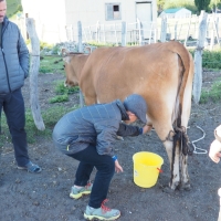 liam milking