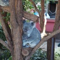 koala mom and baby