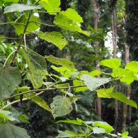 Don't Touch!- covered in nature's toxic hypodermic needles