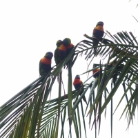 Lorikeets - my fav! Local thought I was crazy with my enthusiasm.