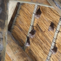 bats