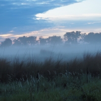 Morning Mist