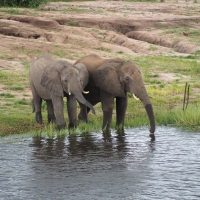 elephants drinking