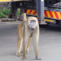 Bully at the ZimZam border