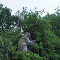 Vervet Monkeys