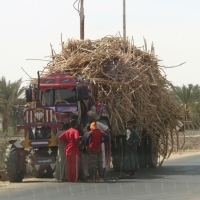 Egypt- sugar cane cargo