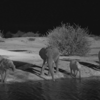 Namibia - elephants after dusk