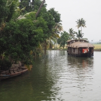 Palm Lined Waterways - Kerala