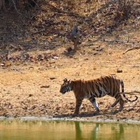 1 yr old Tiger cub