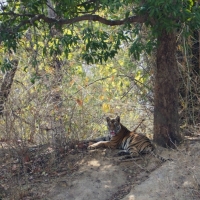 Female Tiger Cub