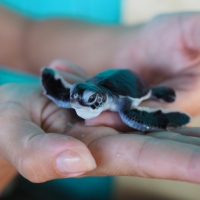 baby sea turtle