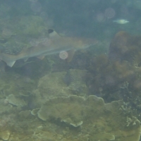 black tip reef shark