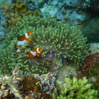 clown fish family