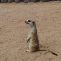 meerkat