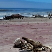 skeleton coast