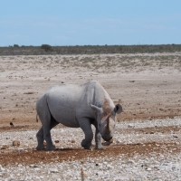 Angry Rhino