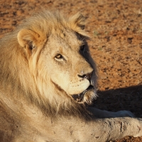 Big Lonely Lion