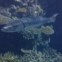 Barracuda