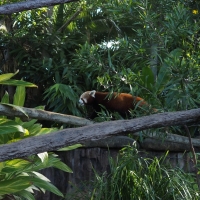 Red Panda