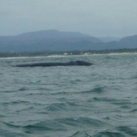 Southern Right Whale