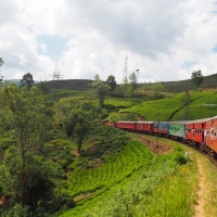 Train through Tea Plantations