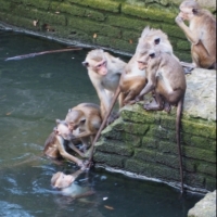 monkey pool party