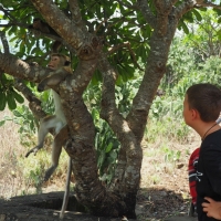 monkey rest stop