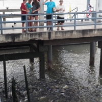 feeding massive catfish