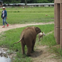 2 mo old baby elephant - took off running back to mom after seeing this puppy