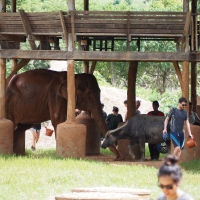 Intersection of Elephant, water buffalo and people coming and going to the river