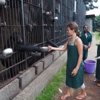 Chimps politely handing bowl back after finishing their posho