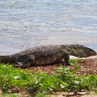 Monitor Lizard on Ngamba Island