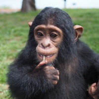 Baby Chimp