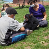 Baby Chimp